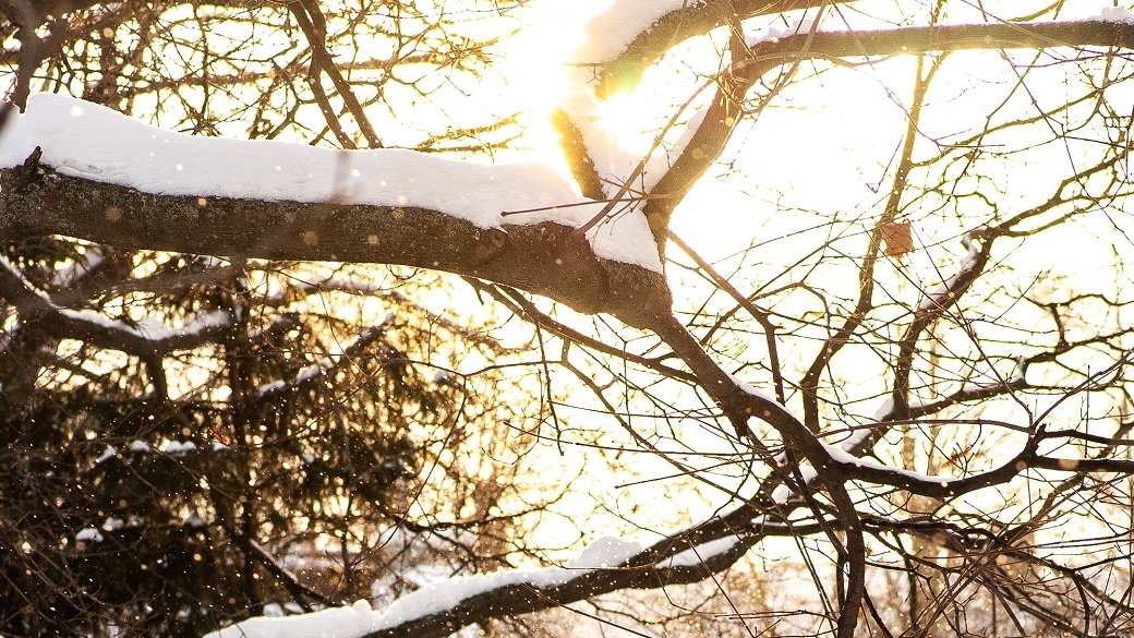Schneebedeckter Ast im Sonnenschein